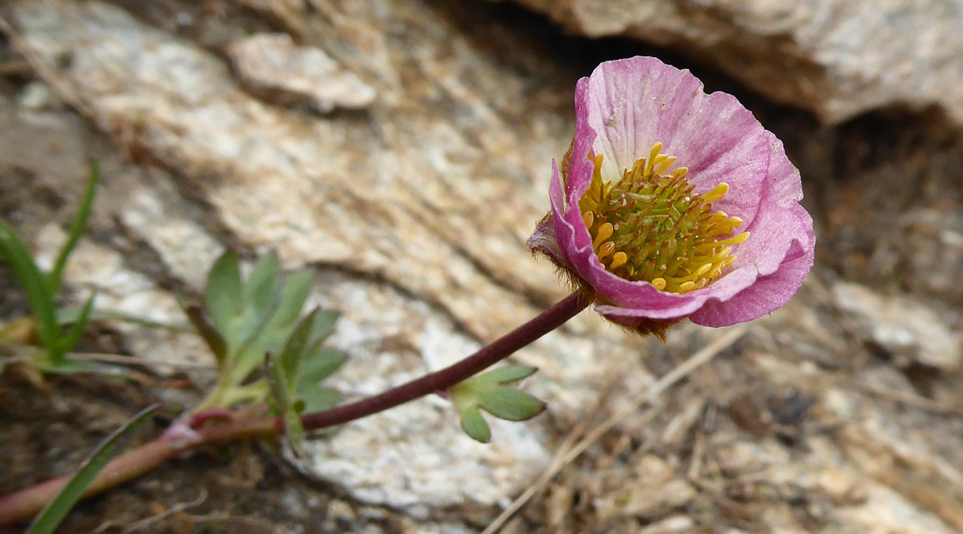 Ranuculus Glacialis